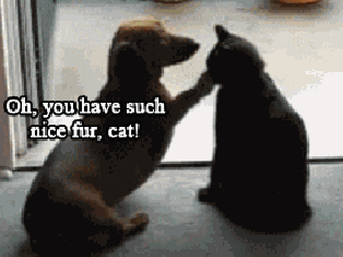 dog-stroking-a-cat-animated-picture